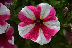 Sweetunia Pink Touch Petunia (Petunia 'Sweetunia Pink Touch') at A Very Successful Garden Center