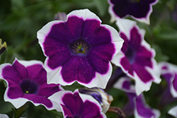 Cascadias Rim Violet Petunia (Petunia 'Cascadias Rim Violet') at A Very Successful Garden Center