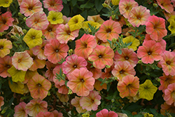 Cascadias Indian Summer Petunia (Petunia 'Cascadias Indian Summer') at Lakeshore Garden Centres