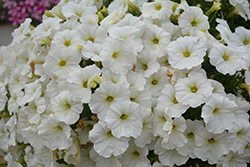 Capella White Petunia (Petunia 'Capella White') at A Very Successful Garden Center