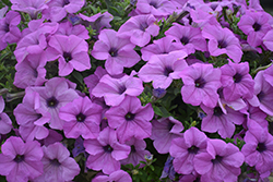 Tea Light Violet Petunia (Petunia 'Tea Light Violet') at A Very Successful Garden Center