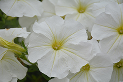 Tea White Petunia (Petunia 'Tea White') at A Very Successful Garden Center