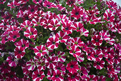 Cascadias Bicolor Cabernet Petunia (Petunia 'Cascadias Bicolor Cabernet') at A Very Successful Garden Center