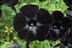 Sweetunia Black Satin Petunia (Petunia 'Sweetunia Black Satin') at A Very Successful Garden Center