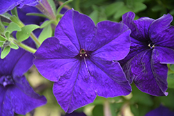 Veranda Dark Blue Petunia (Petunia 'Veranda Dark Blue') at A Very Successful Garden Center