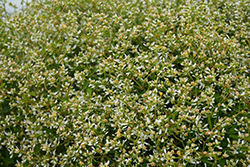 Graceful Spurge (Euphorbia hypericifolia) at A Very Successful Garden Center