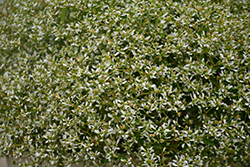 Stardust White Sparkle Euphorbia (Euphorbia 'Stardust White Sparkle') at Lakeshore Garden Centres