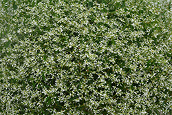 Diamond Mountain Euphorbia (Euphorbia 'Diamond Mountain') at A Very Successful Garden Center