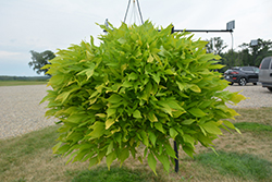 Sidekick Lacey Lime Potato Vine (Ipomoea batatas 'Sidekick Lacey Lime') at A Very Successful Garden Center