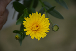 Lady Godiva Yellow Marigold (Calendula 'kercaldiyell') at A Very Successful Garden Center