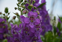 Angelface Cascade Blue Angelonia (Angelonia angustifolia 'ANCASBLU') at A Very Successful Garden Center