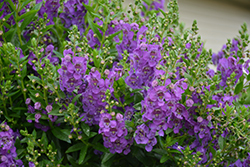 Angelface Cascade Blue Angelonia (Angelonia angustifolia 'ANCASBLU') at Lakeshore Garden Centres