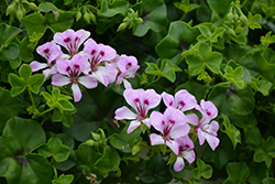 Reach Out Lilac Bicolor Geranium (Pelargonium 'Reach Out Lilac Bicolor') at Lakeshore Garden Centres