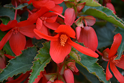 Bossa Nova Red Shades Begonia (Begonia boliviensis 'Bossa Nova Red Shades') at Lakeshore Garden Centres