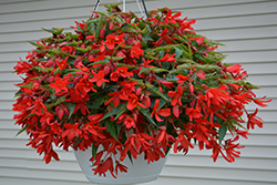 Bossa Nova Red Shades Begonia (Begonia boliviensis 'Bossa Nova Red Shades') at A Very Successful Garden Center