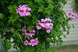 Reach Out Pink Geranium (Pelargonium 'Reach Out Pink') at A Very Successful Garden Center