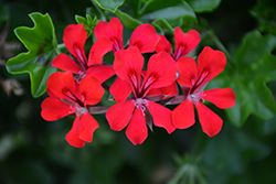 Reach Out Red Geranium (Pelargonium 'Reach Out Red') at Lakeshore Garden Centres