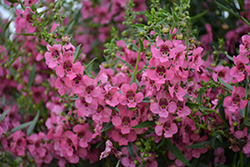 Angelface Cascade Pink Angelonia (Angelonia angustifolia 'ANCASPI') at Lakeshore Garden Centres