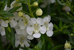 Angelface Cascade White Angelonia (Angelonia angustifolia 'ANCASWHI') at Lakeshore Garden Centres