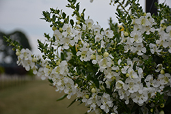 Angelface Cascade White Angelonia (Angelonia angustifolia 'ANCASWHI') at A Very Successful Garden Center