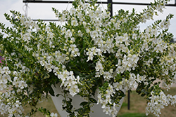 Angelface Cascade White Angelonia (Angelonia angustifolia 'ANCASWHI') at Lakeshore Garden Centres