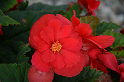 Nonstop Red Begonia (Begonia 'Nonstop Red') at Lakeshore Garden Centres