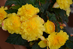 Nonstop Yellow with Red Back Begonia (Begonia 'Nonstop Yellow with Red Back') at Lakeshore Garden Centres