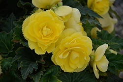 Nonstop Joy Yellow Begonia (Begonia 'Nonstop Joy Yellow') at A Very Successful Garden Center