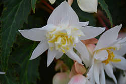 Funky White Begonia (Begonia 'Funky White') at Lakeshore Garden Centres