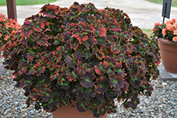 Stained Glassworks Tilt A Whirl Coleus (Solenostemon scutellarioides 'Tilt A Whirl') at A Very Successful Garden Center