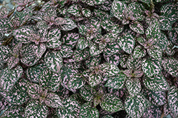 Hippo Pink Polka Dot Plant (Hypoestes phyllostachya 'Hippo Pink') at Lakeshore Garden Centres