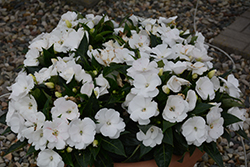 Painted Select Cabano White New Guinea Impatiens (Impatiens hawkeri 'Paradise Select Cabano White') at A Very Successful Garden Center
