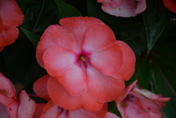 Painted Select Peach New Guinea Impatiens (Impatiens hawkeri 'Paradise Select Peach') at A Very Successful Garden Center