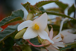 Waterfall Encanto White Begonia (Begonia boliviensis 'Encanto White') at A Very Successful Garden Center