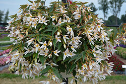 Waterfall Encanto White Begonia (Begonia boliviensis 'Encanto White') at A Very Successful Garden Center