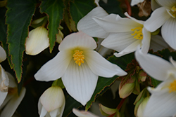 Beauvilia White Begonia (Begonia boliviensis 'Beauvilia White') at Lakeshore Garden Centres