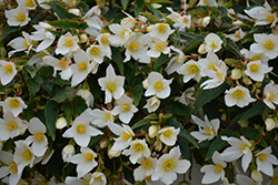 Beauvilia White Begonia (Begonia boliviensis 'Beauvilia White') at A Very Successful Garden Center