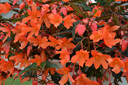 Beauvilia Salmon Begonia (Begonia boliviensis 'Beauvilia Salmon') at A Very Successful Garden Center