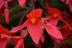 Waterfall Encanto Pink Begonia (Begonia boliviensis 'Encanto Pink') at A Very Successful Garden Center
