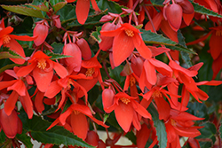 Waterfall Encanto Red Begonia (Begonia boliviensis 'Encanto Red') at Lakeshore Garden Centres
