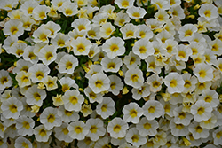 Lia White Calibrachoa (Calibrachoa 'Lia White') at A Very Successful Garden Center