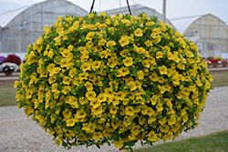 MiniFamous Uno Yellow Calibrachoa (Calibrachoa 'KLECA17003') at A Very Successful Garden Center