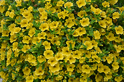 MiniFamous Uno Yellow Calibrachoa (Calibrachoa 'KLECA17003') at A Very Successful Garden Center