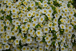 MiniFamous Neo White + Yellow Eye Calibrachoa (Calibrachoa 'KLECA16314') at A Very Successful Garden Center