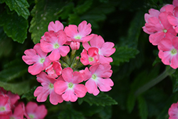 Cadet Upright Pink Verbena (Verbena 'Balcadpink') at A Very Successful Garden Center