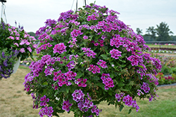 Cadet Upright Purple Verbena (Verbena 'Balcadurp') at A Very Successful Garden Center