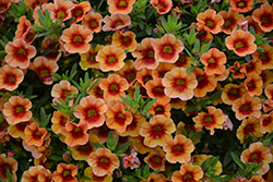 MiniFamous Neo Orange + Red Eye Calibrachoa (Calibrachoa 'KLECA16334') at A Very Successful Garden Center