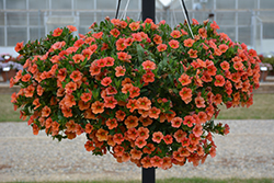 MiniFamous Uno Orange Calibrachoa (Calibrachoa 'MiniFamous Uno Orange') at A Very Successful Garden Center