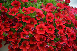 MiniFamous Uno Red Calibrachoa (Calibrachoa 'KLECA17038') at Lakeshore Garden Centres