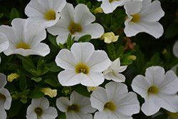 MiniFamous Uno White Calibrachoa (Calibrachoa 'KLECA17002') at A Very Successful Garden Center